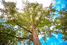 Professional Tree Care Services in Blauvelt, NY